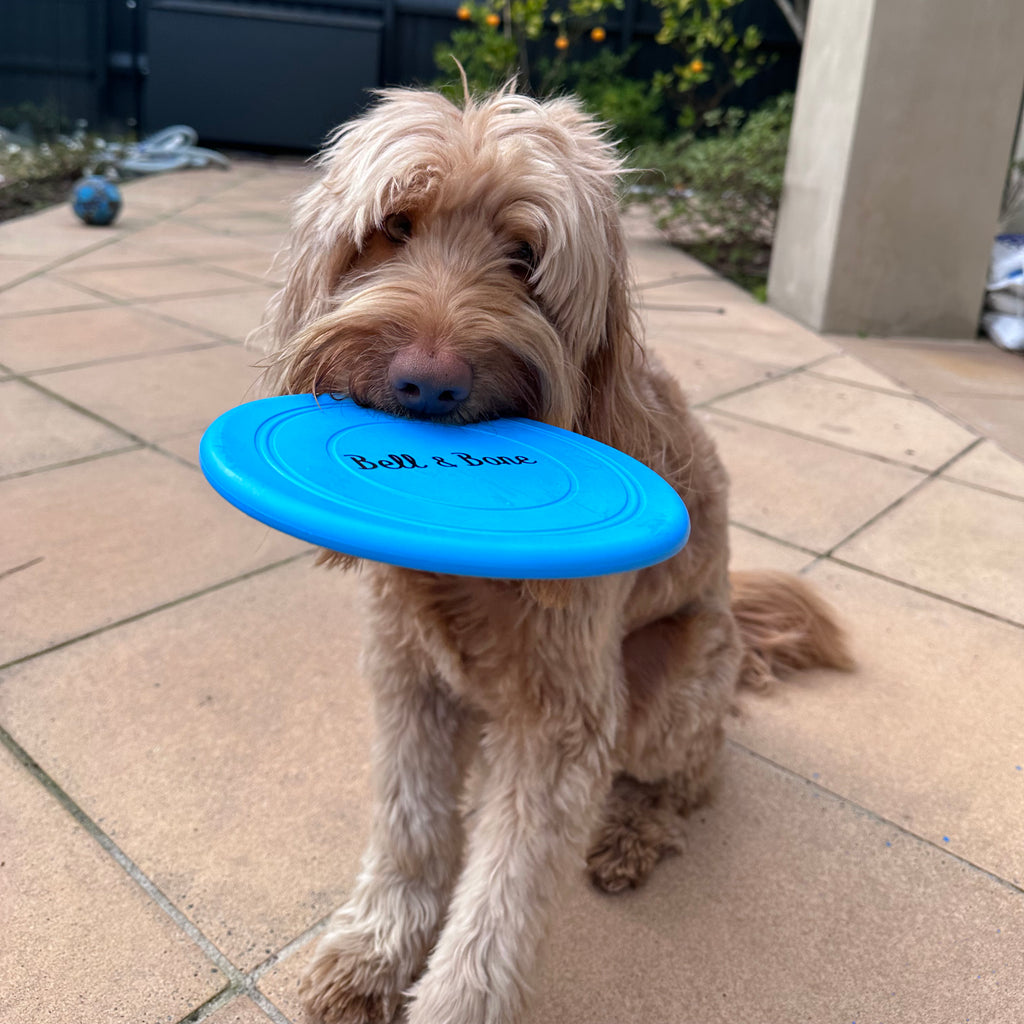 Dog holding a frisbee in his mouth
