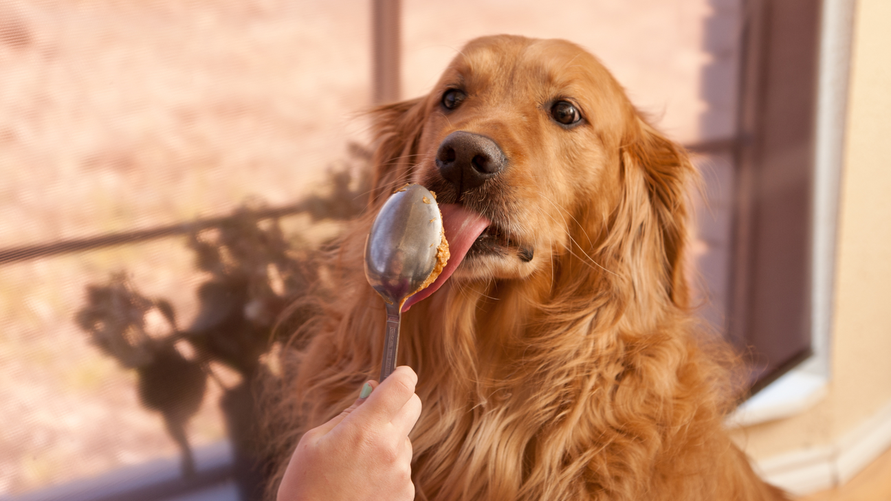 Can dogs eat peanut butter?