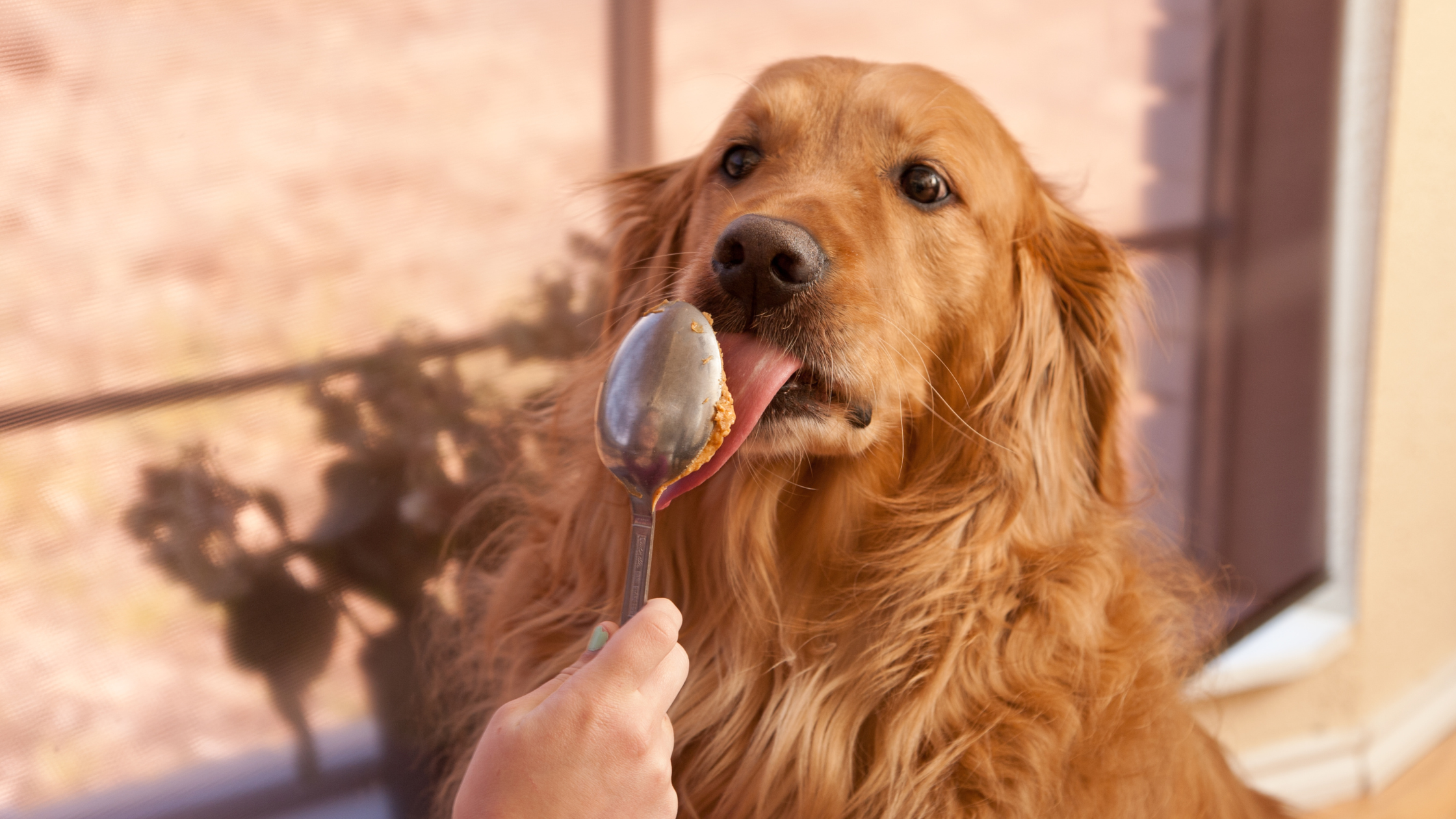 Can Dogs Eat Peanut Butter Bell and Bone