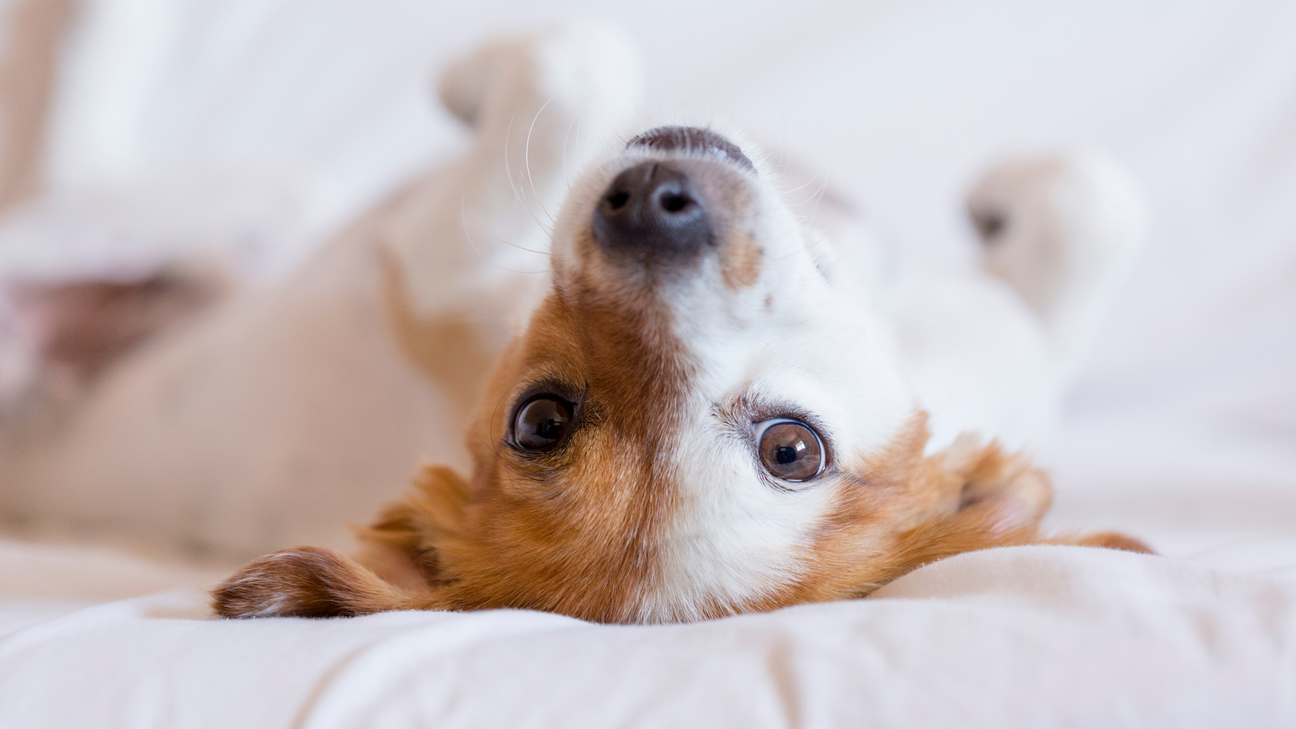 How To Help My Dogs Gut Health