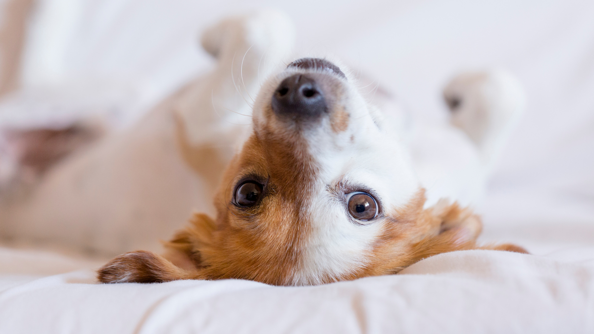 5-ways-to-improve-your-dog-s-gut-health