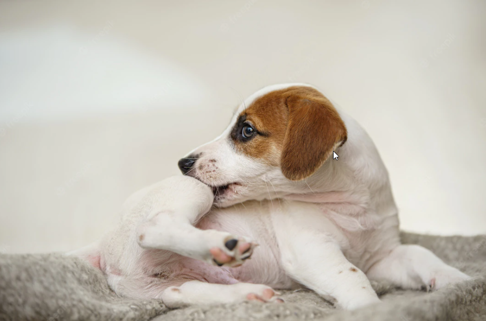 Dog allergies