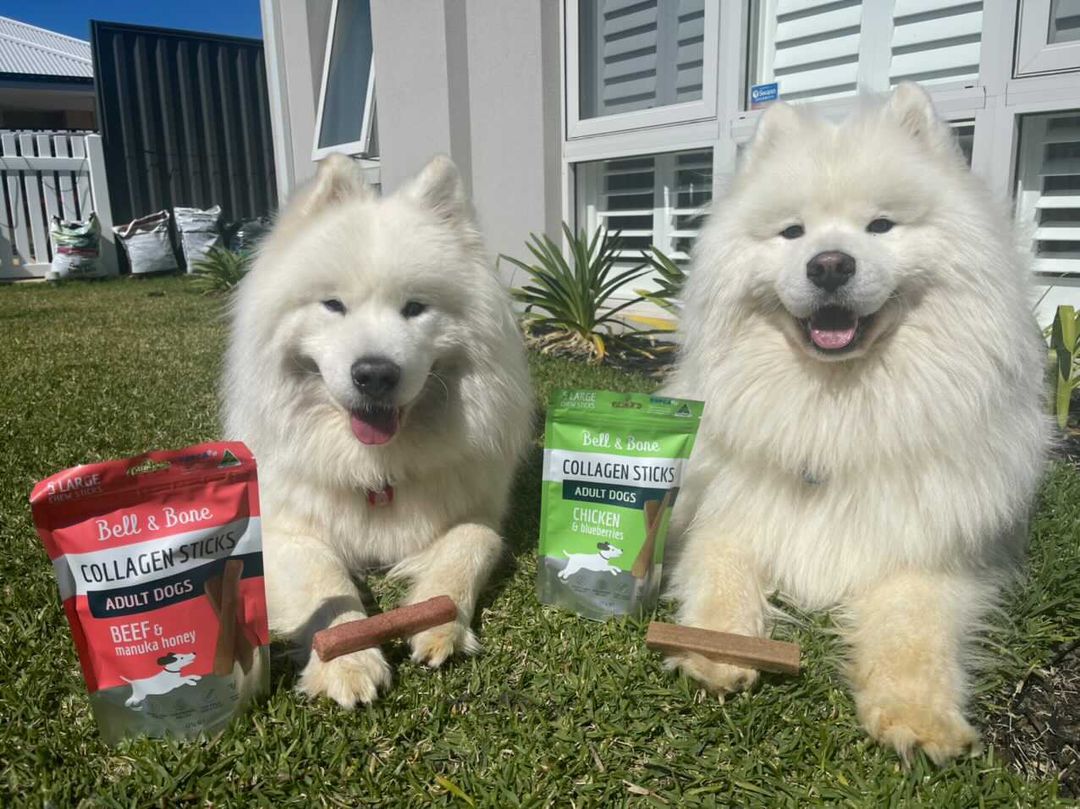 Everything to Know About Collagen and Its Benefits For Your Dog