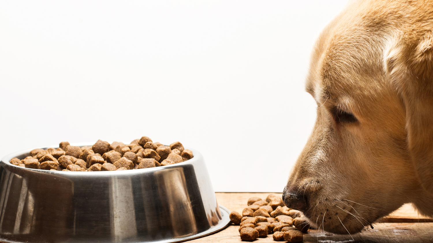What should you feed older dogs?