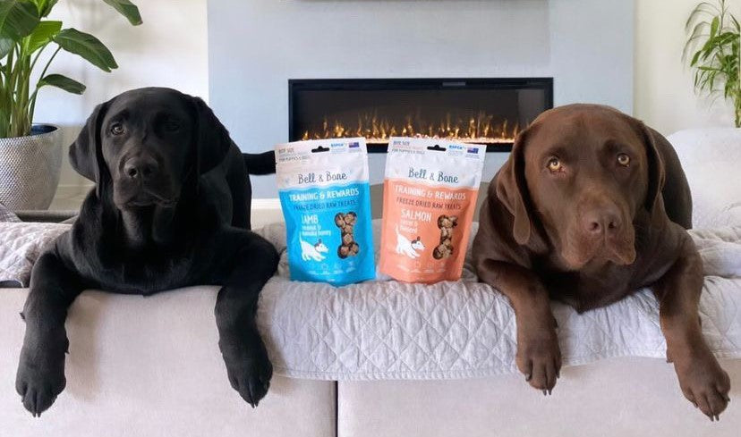 Two Labradors sitting infront of the fire