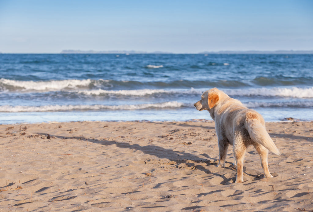 10 Reasons to Take Your Dog to the Beach This Summer