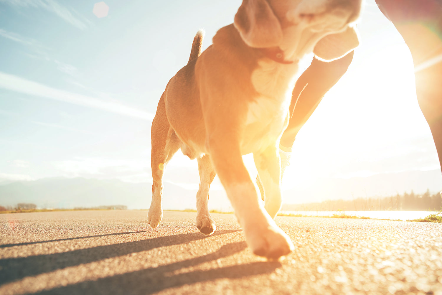 Top Foods to Give Your Dog for Joint Health