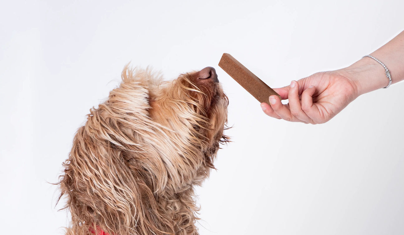 The top 5 benefits of collagen supplements for dogs