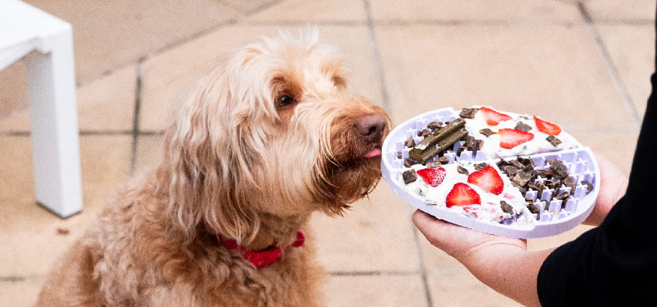Helping Your Fussy Dog Enjoy Daily Dental Care: Simple Tips to Make Dental Sticks and Dental Toppers a Daily Win