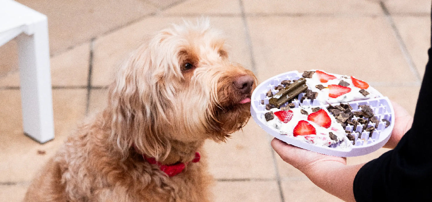Helping Your Fussy Dog Enjoy Daily Dental Care: Simple Tips to Make Dental Sticks and Dental Toppers a Daily Win
