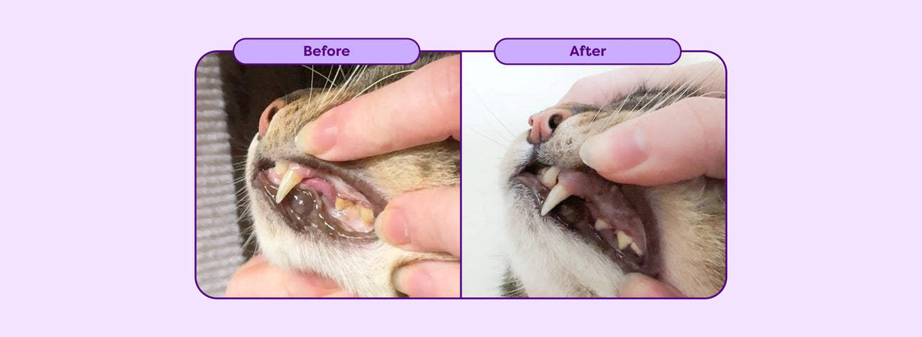 Before and After Consistent Use of Bell and Bone