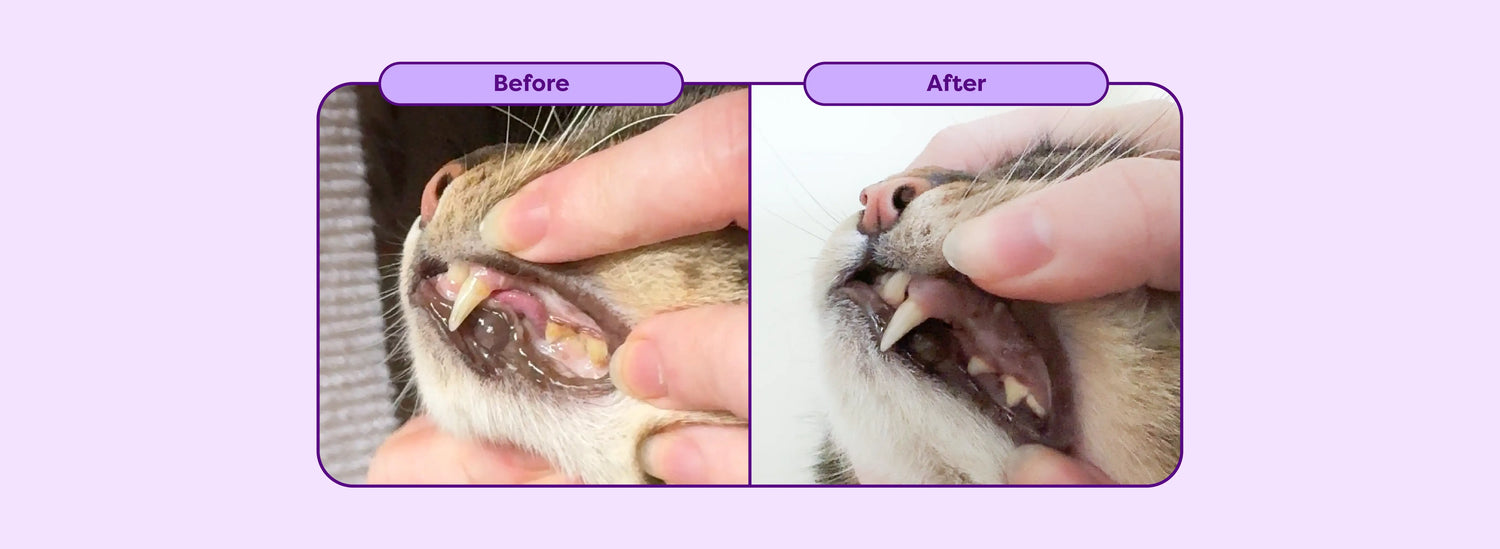 Before and After Consistent Use of Bell and Bone