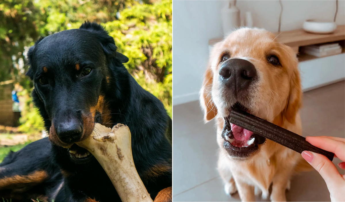 Bones vs dental sticks for dogs, a black dog chewing a raw bone beside a golden retriever taking a Bell and Bone Dental Stick