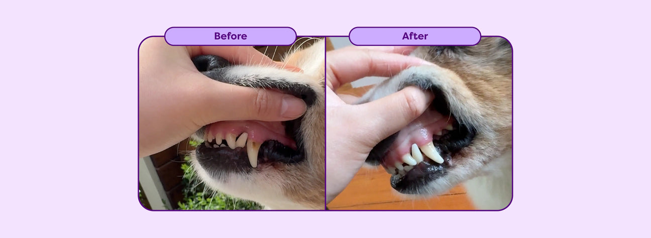 Drake’s Dental Transformation: How Daily Dog Dental Care Changed Everything