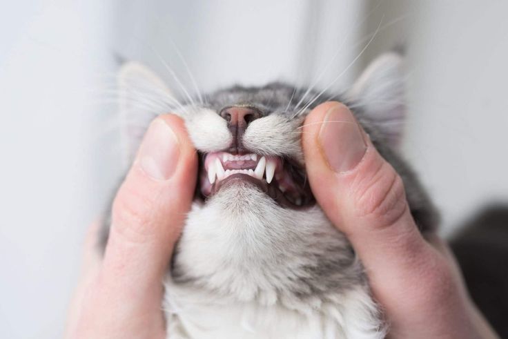 Cat dental health: why early care is essential