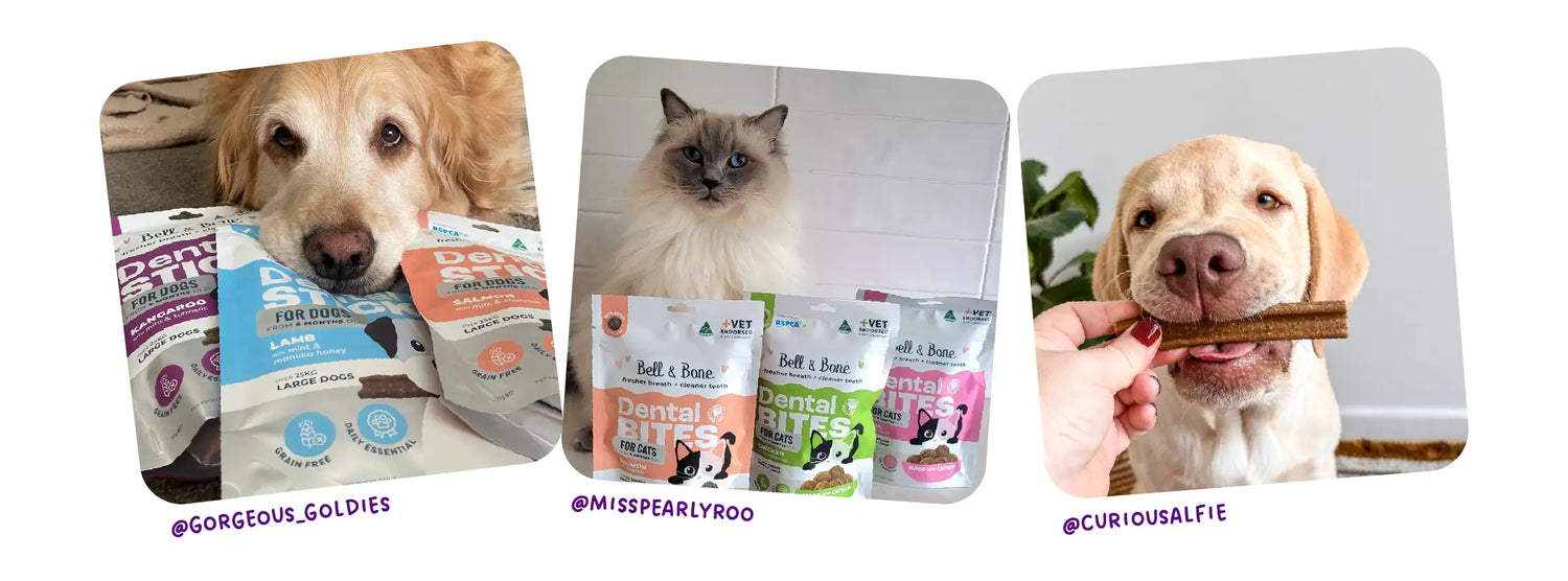 Why Meat-First Dental Treats Are the Best Choice for Your Pet’s Health