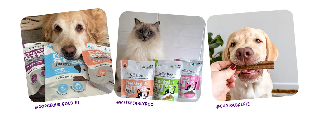 Why Meat-First Dental Treats Are the Best Choice for Your Pet’s Health