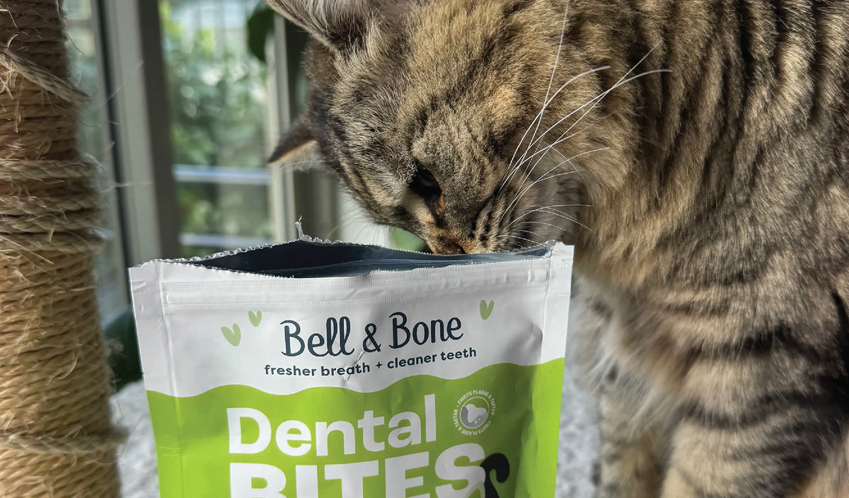 Tabby cat eating Bell and Bone Chicken with Pumpkin Cat Dental Bites from the pack