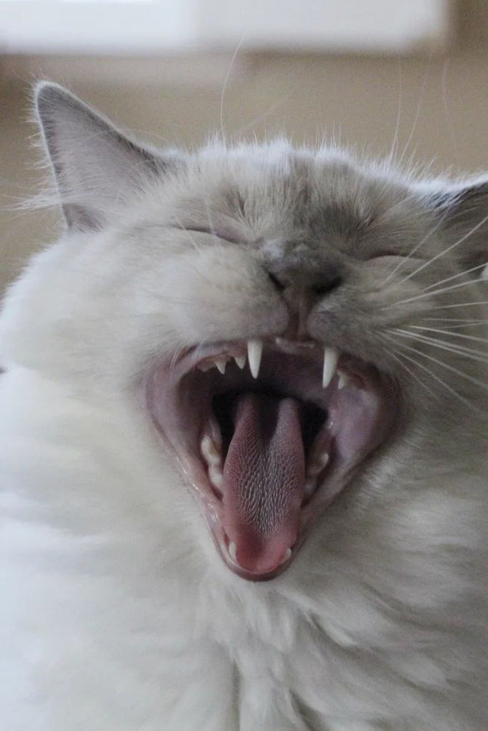 Signs your cat has dental disease: what to watch for