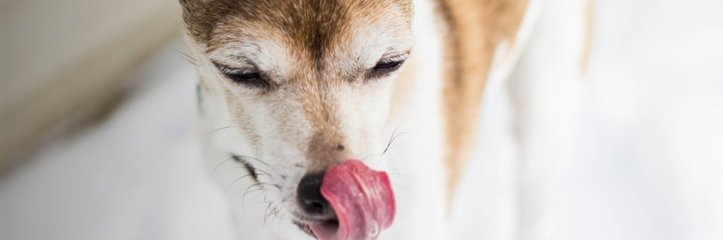 Why Gut Health and Digestion Are So Important for Your Dog?