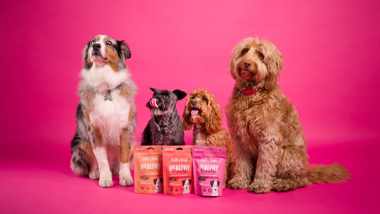 Why collagen is so important for dogs
