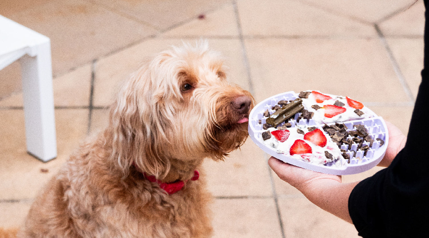The importance of mental stimulation for dogs