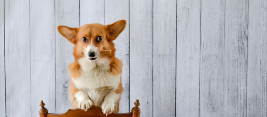 Dog chewing a dental stick while standing on a chair