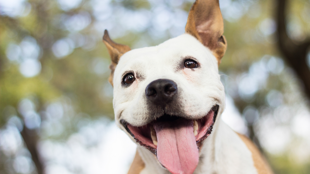 The Importance of Dental Health Care For Your Dog