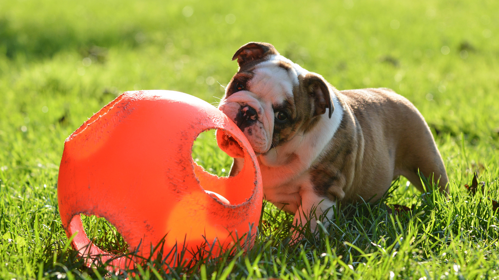 Top Boredom Buster Toys for Dogs