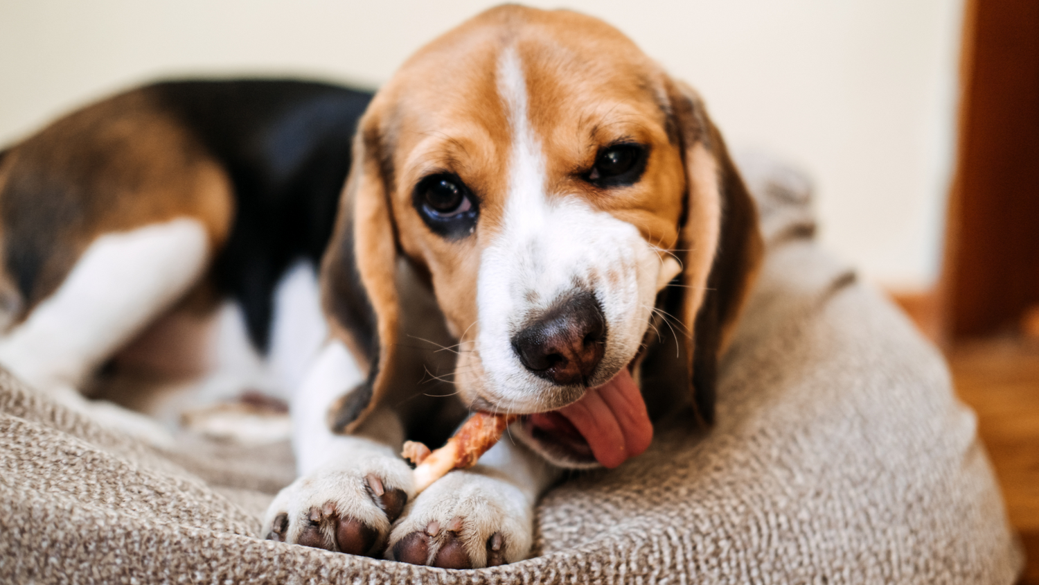 Are kangaroo treats good for my dog?