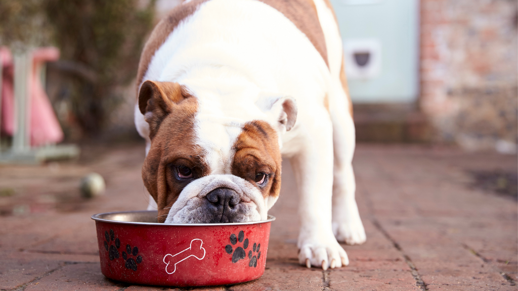 5 Natural Ingredients You Never Knew Were Great For Your Dog