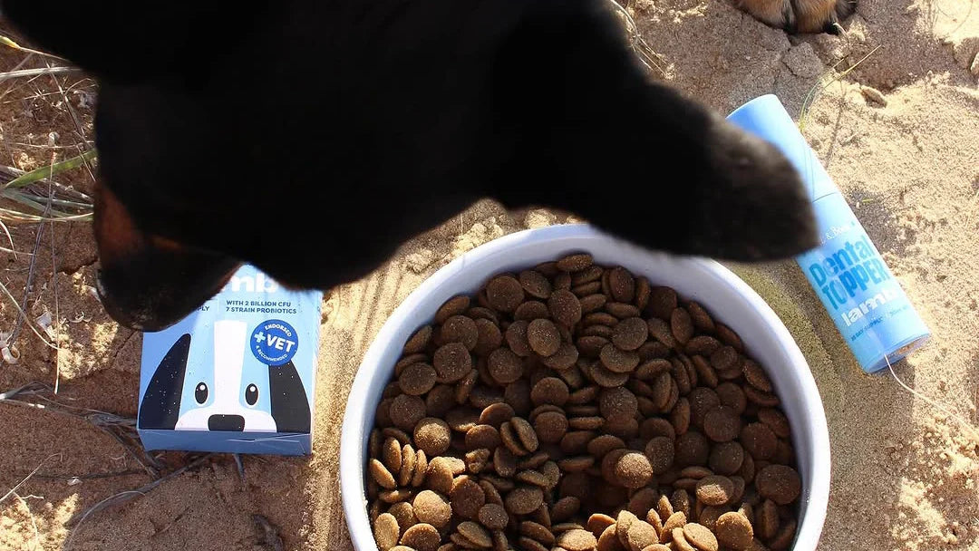 4 Reasons Why Your Pet Needs Oral Health Actives