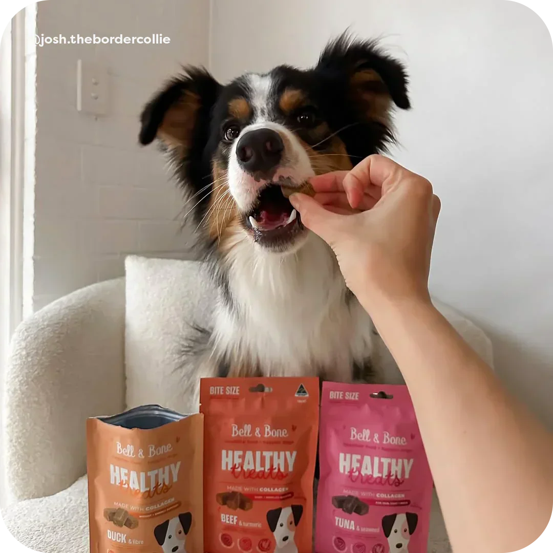 Why every dog treat should count: The power of Healthy Dog Treats
