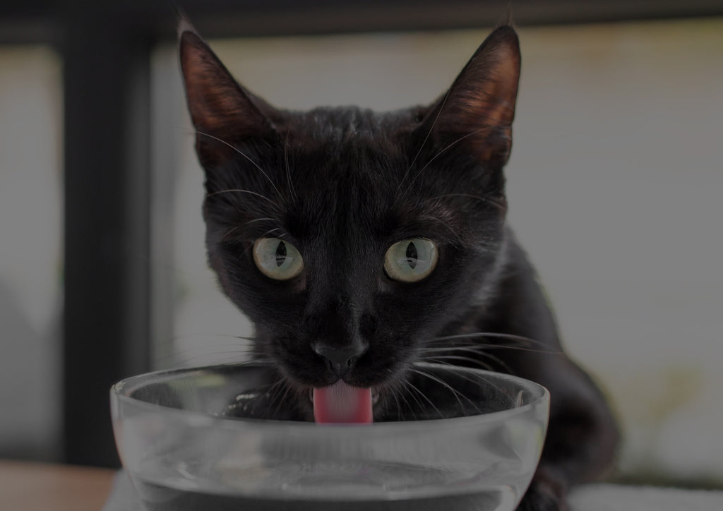 Why hydration and dental health are essential for your cat’s wellbeing