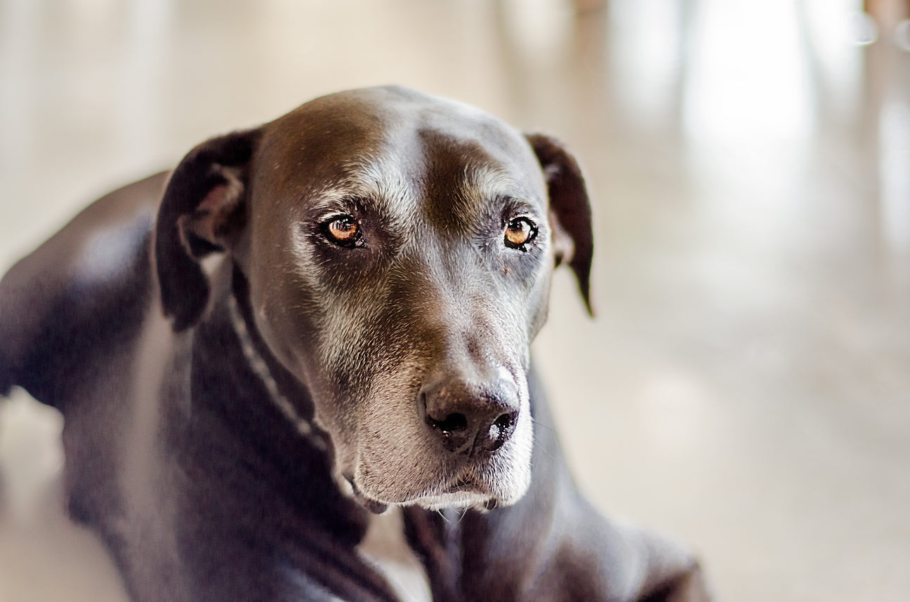Old dog sitting down