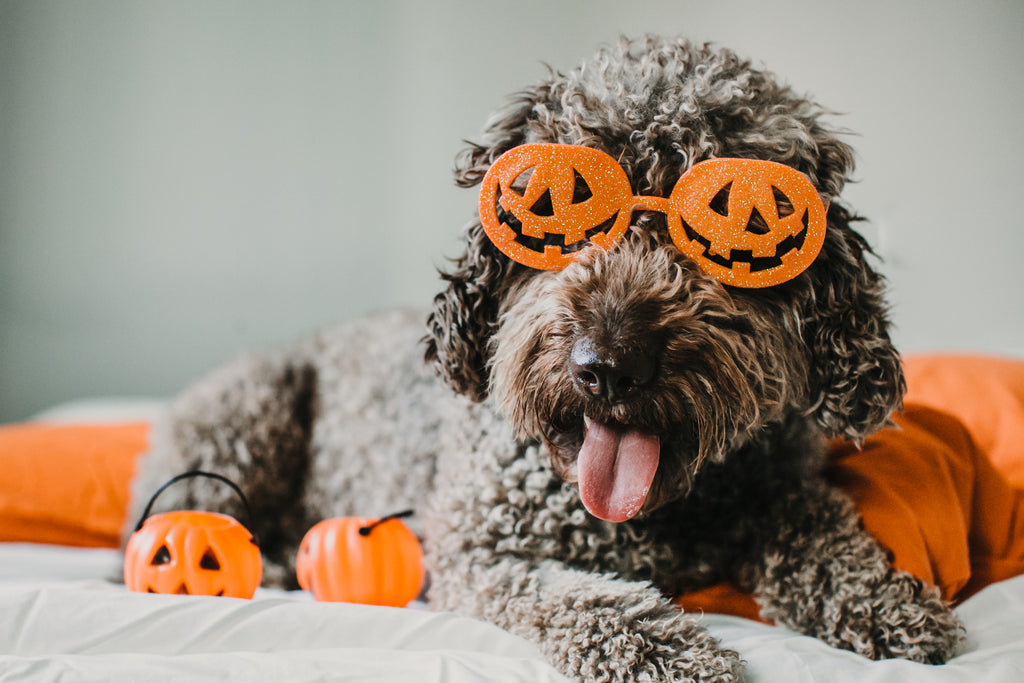 Why Halloween is the best with dogs!