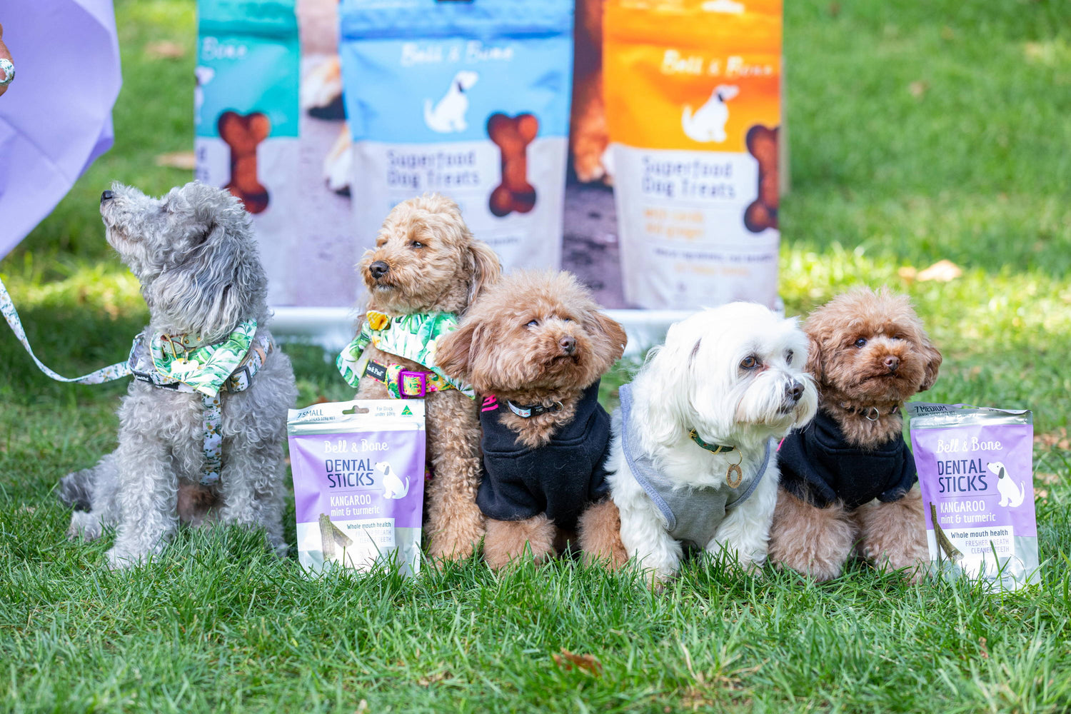 5 Things We Learnt About Our Dogs During ISO…