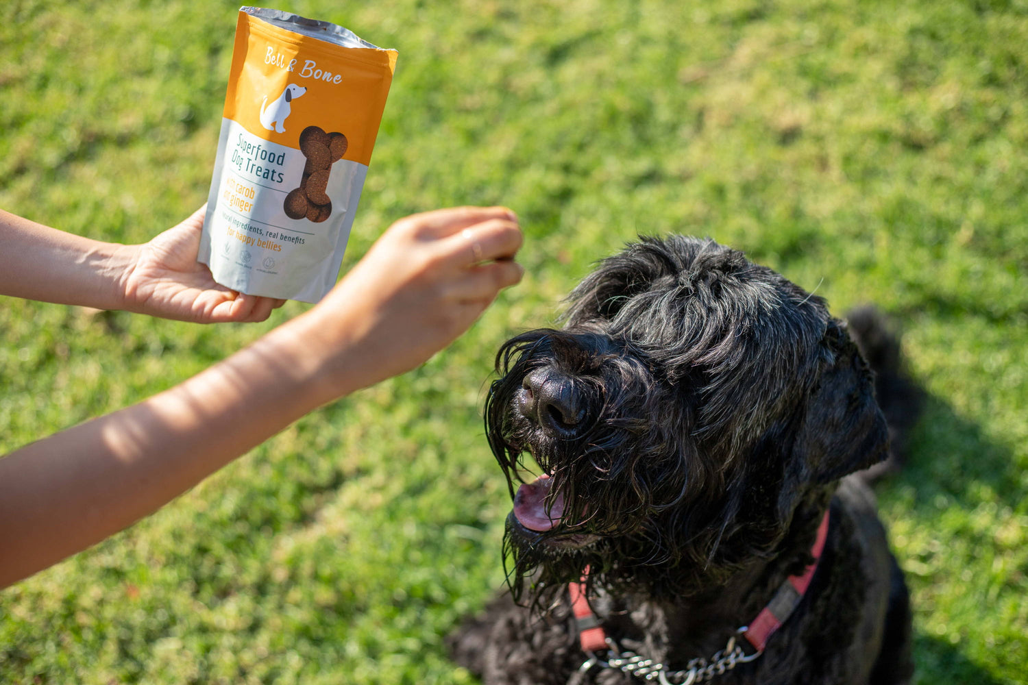 Why We Love Human Grade Dog Food