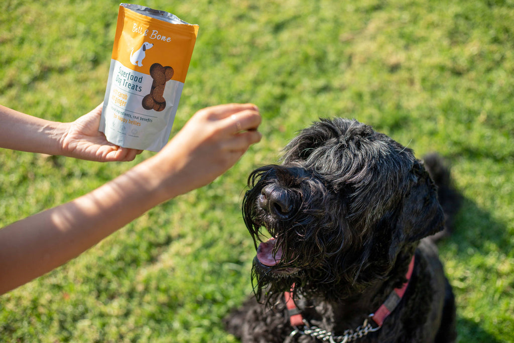 Why We Love Human Grade Dog Food