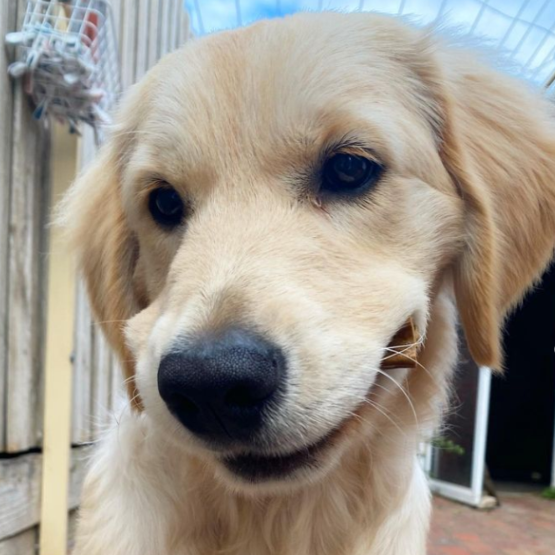Puppy Dental Chew Sample