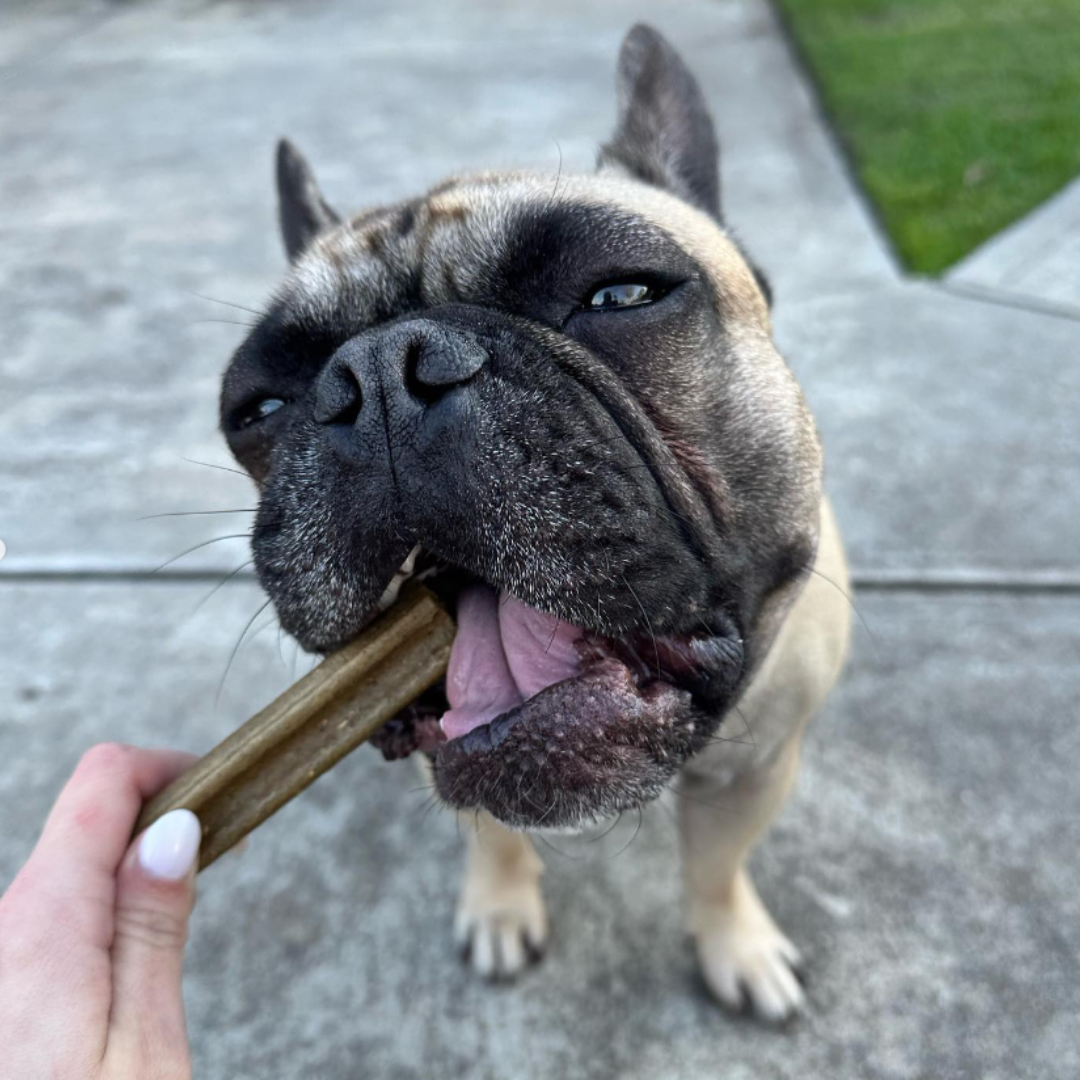 Adult Dog Dental Stick Samples