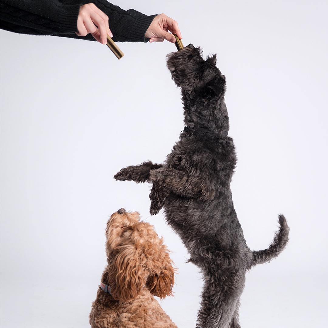 Adult Dog Dental Sticks - Lamb, Mint and Manuka Honey