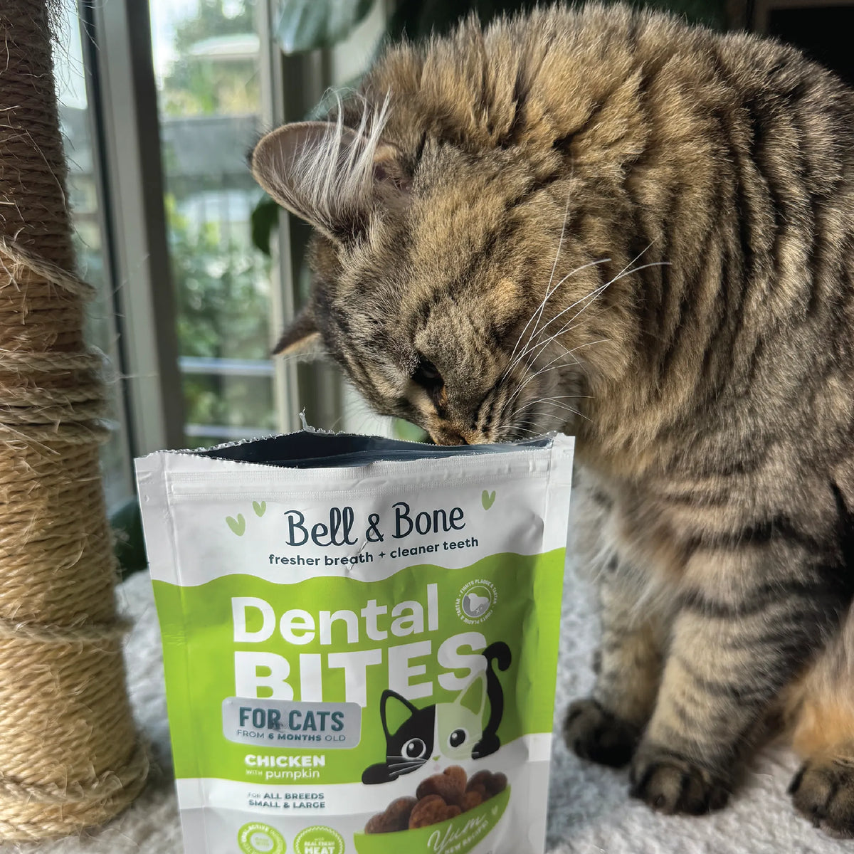 Adult Cat Dental Bites - Chicken with Pumpkin