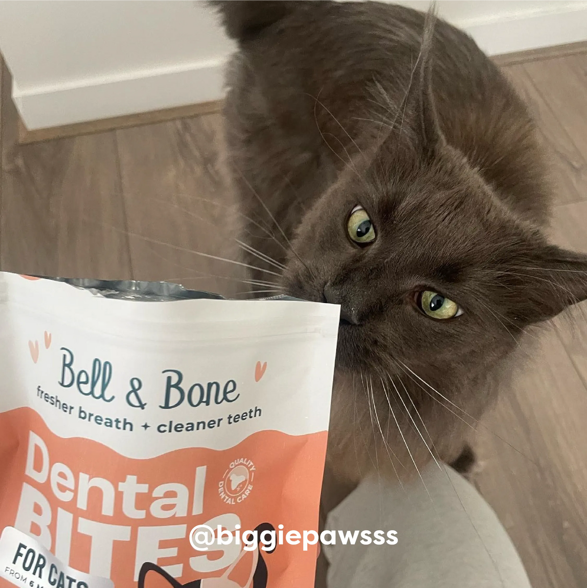 Adult Cat Dental Bites - Salmon with Charcoal