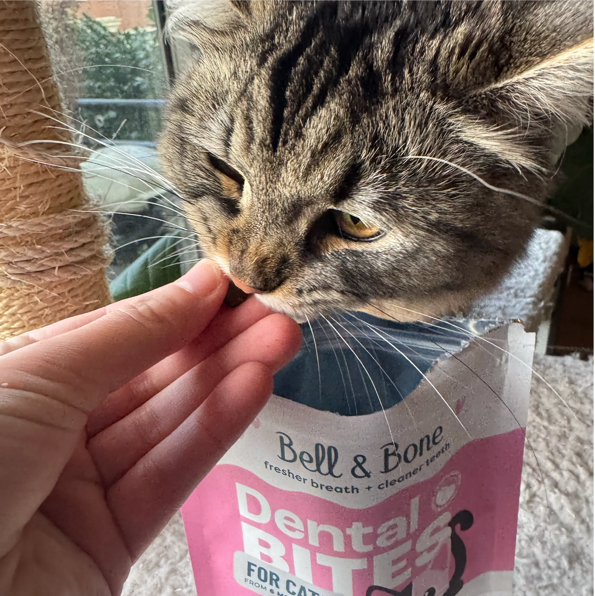 Adult Cat Dental Bites - Tuna with Coconut