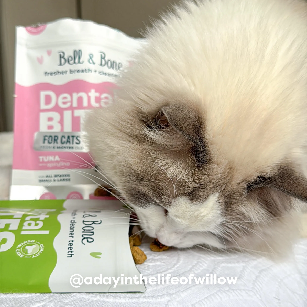 Adult Cat Dental Bites - Chicken with Pumpkin