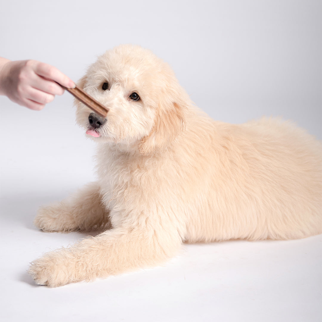 Puppy Dental Chew Sample