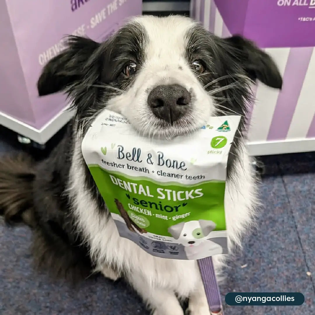 Senior Dog Health Bundle - 5 Pack