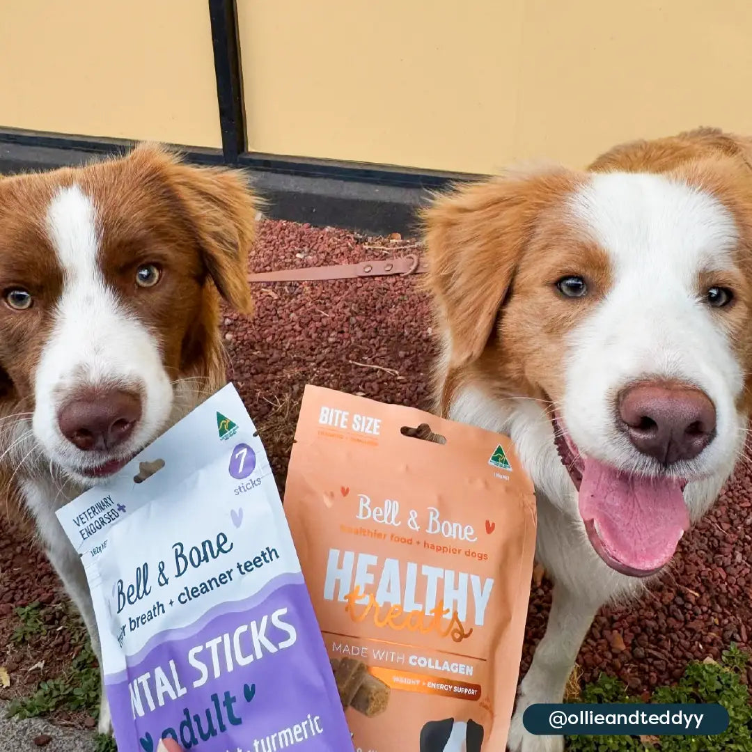 The Everything Dog Bundle - 9 Pack