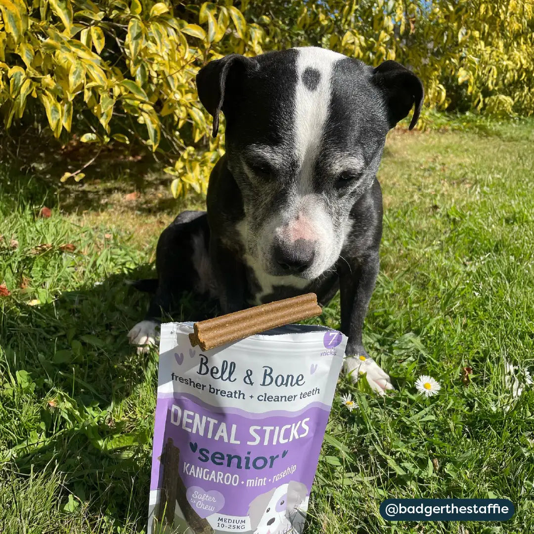 Senior Dog Best Sellers Starter Bundle - 4 Pack